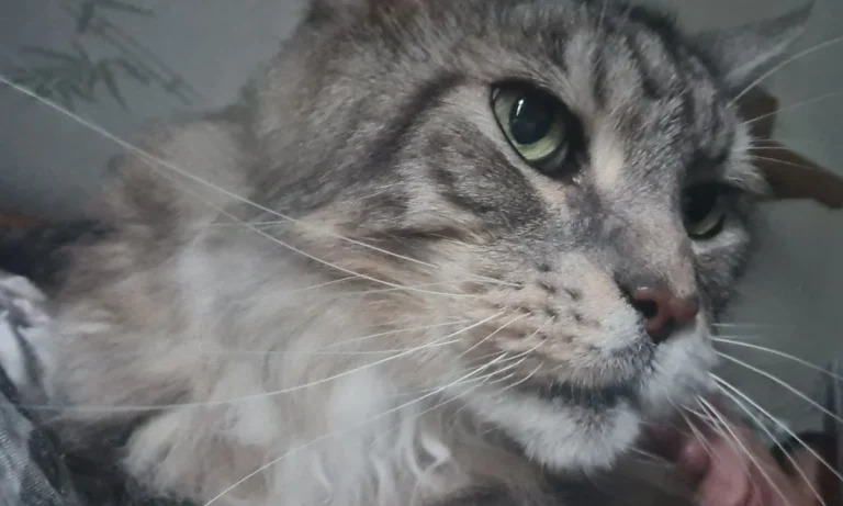 Tierarztpraxis Bogdan Nadaban