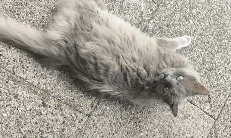 Tierarztpraxis Bogdan Nadaban