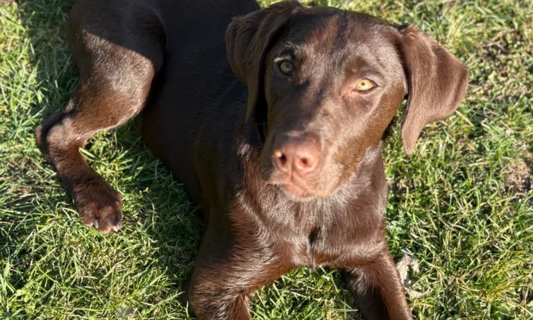 Tierarztpraxis Bogdan Nadaban