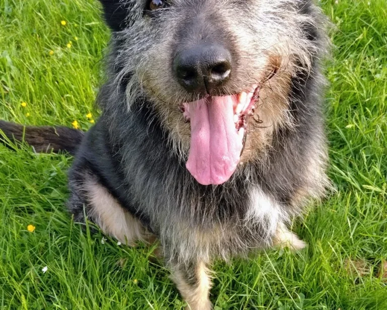 Tierarztpraxis Bogdan Nadaban