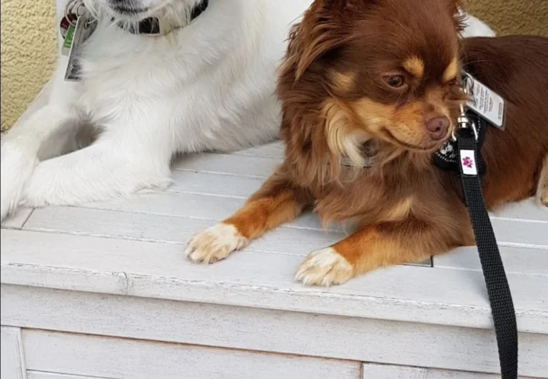 Tierarztpraxis Bogdan Nadaban