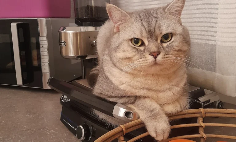 Tierarztpraxis Bogdan Nadaban