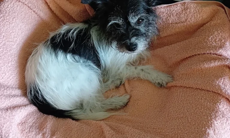 Tierarztpraxis Bogdan Nadaban