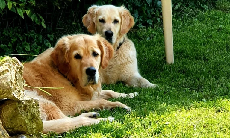 Tierarztpraxis Brander Wald