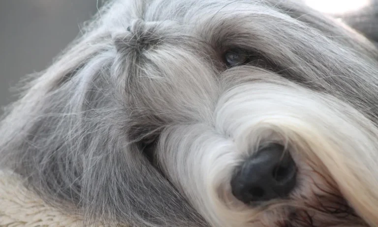 Tierarztpraxis Brander Wald