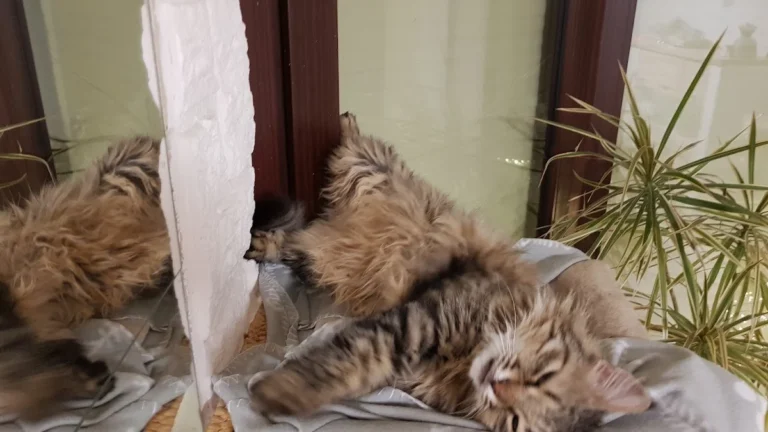 Tierarztpraxis Bruchmachtersen