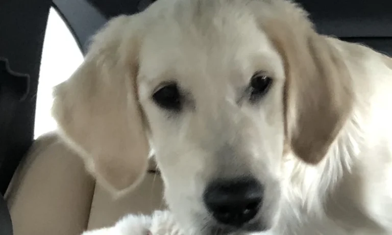 Tierarztpraxis Bruchmachtersen