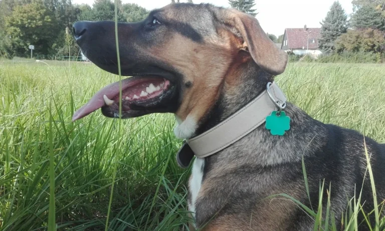 Tierarztpraxis Bruchmachtersen