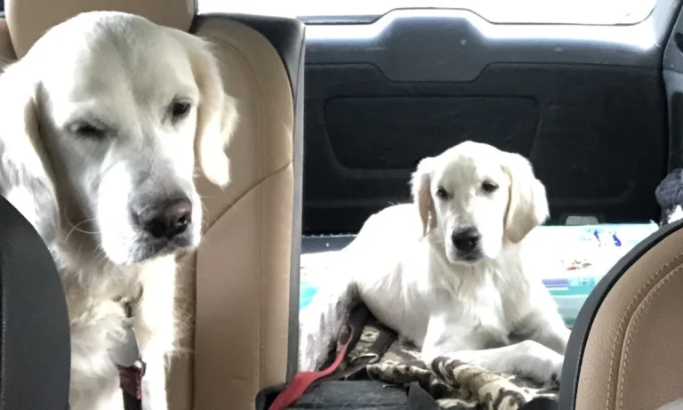 Tierarztpraxis Bruchmachtersen