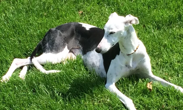 Tierarztpraxis Bruchmachtersen