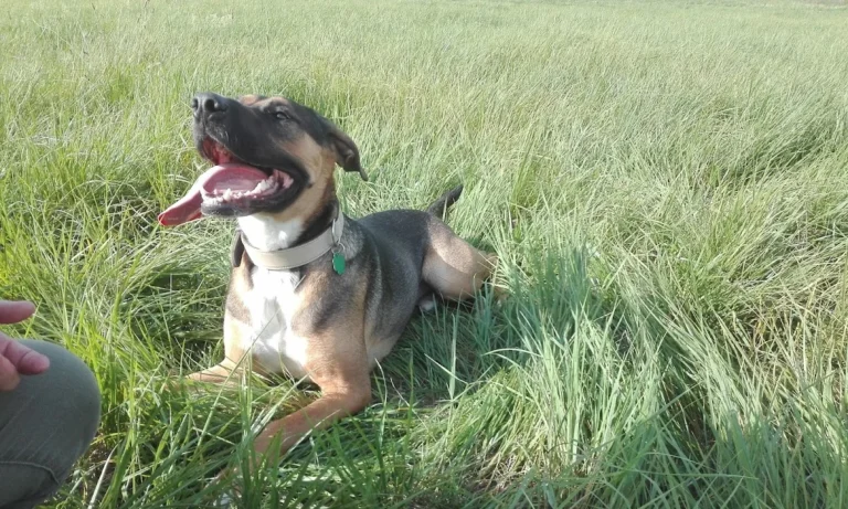 Tierarztpraxis Bruchmachtersen