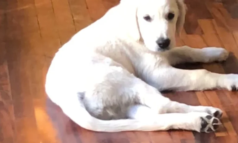 Tierarztpraxis Bruchmachtersen