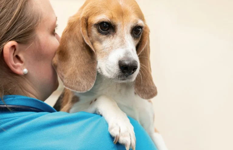 Tierarztpraxis Diana Schröer