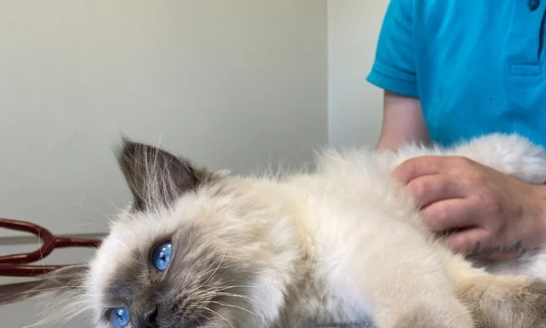 Tierarztpraxis Diana Schröer