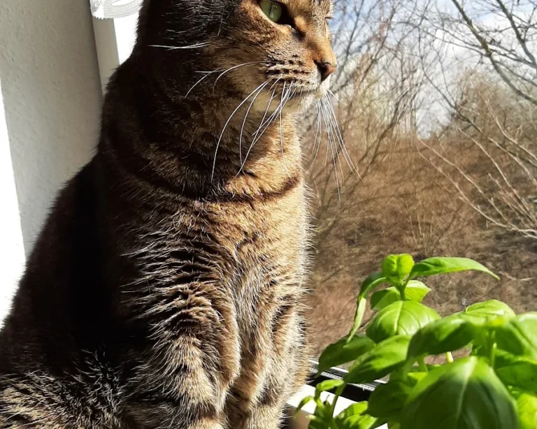 Tierarztpraxis Diana Schröer