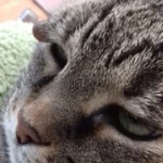 Tierarztpraxis Dirk Hannig & Michael Bluszcz