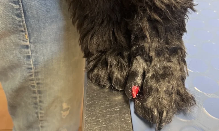 Tierarztpraxis Dorothea Vogg