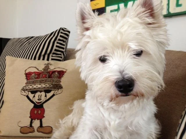 Tierarztpraxis Dorothea Vogg