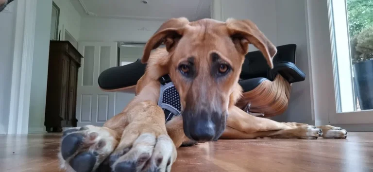 Tierarztpraxis Dorothea Vogg