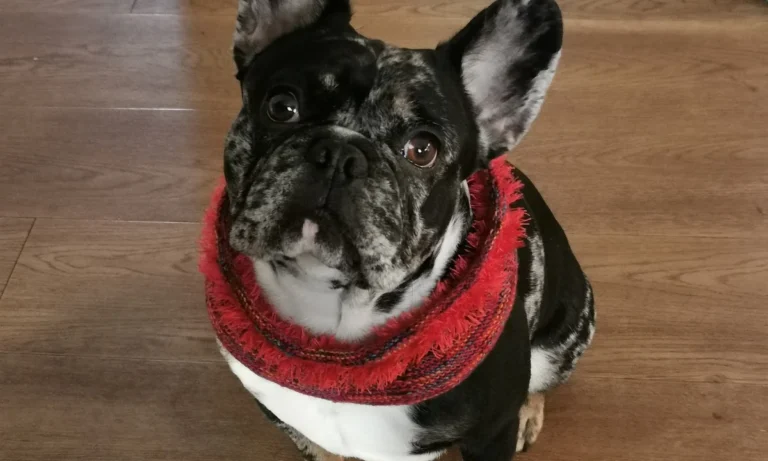 Tierarztpraxis Dorothea Vogg