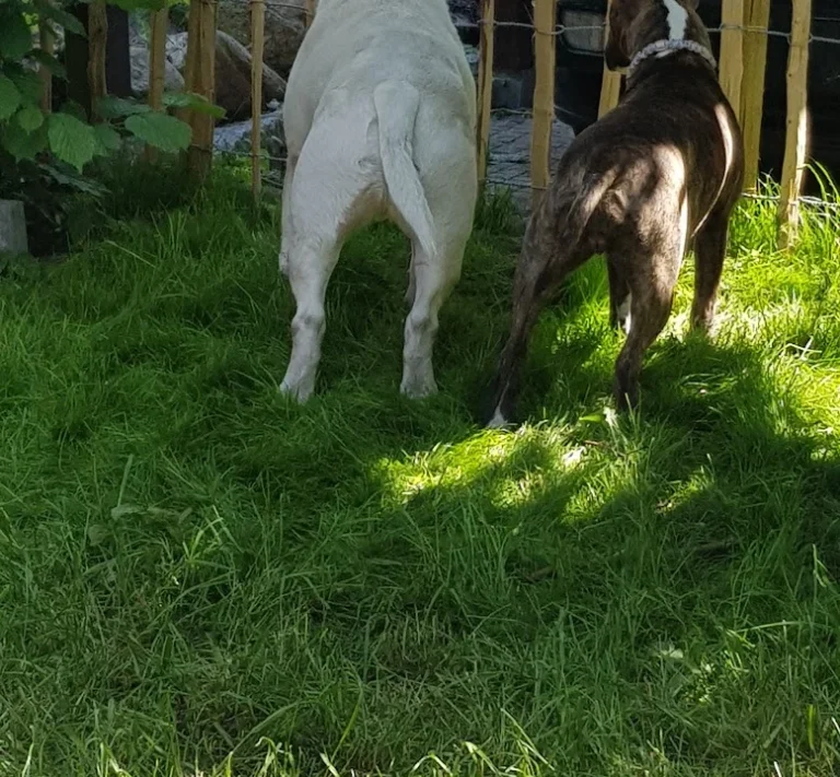 Tierarztpraxis Dorothea Vogg