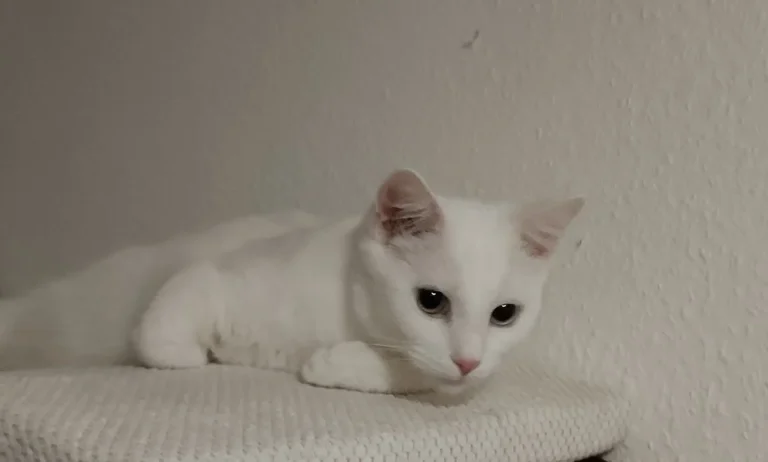 Tierarztpraxis Dr. André Dörr