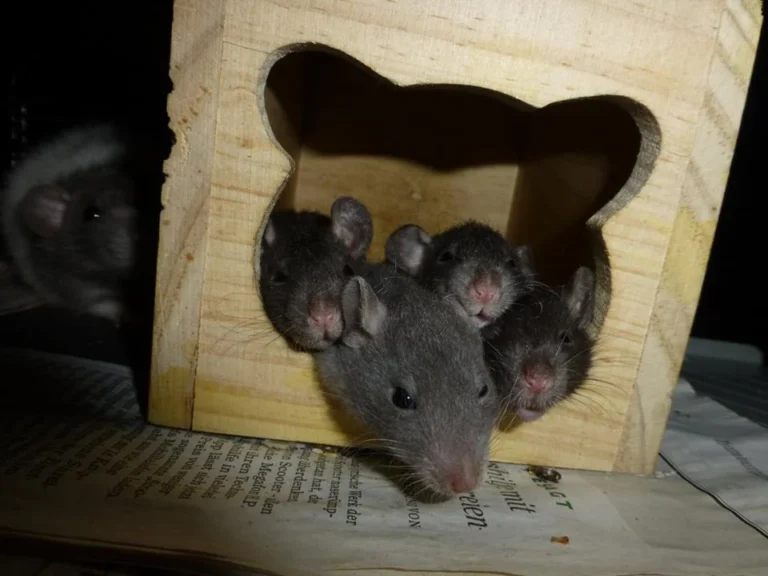 Tierarztpraxis Dr. André Dörr