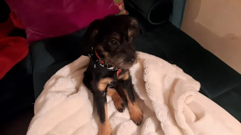 Tierarztpraxis Dr. André Dörr