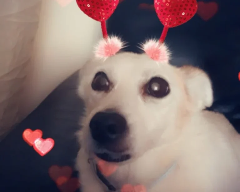 Tierarztpraxis Dr. André Dörr