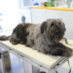 Tierarztpraxis Dr. Anja Zogall