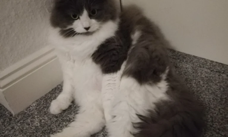 Tierarztpraxis Dr. Anja Zogall