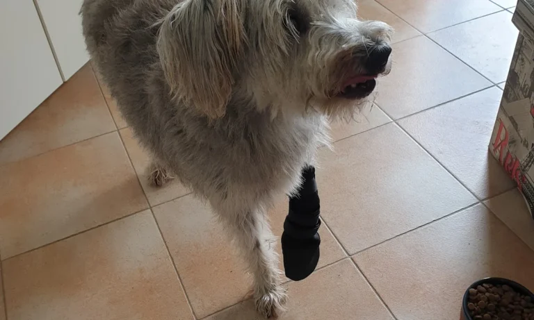 Tierarztpraxis Dr. Anja Zogall