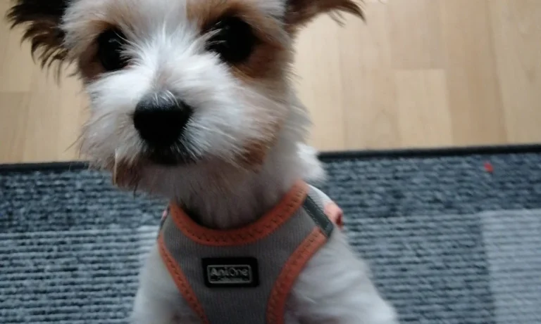 Tierarztpraxis Dr. Anja Zogall