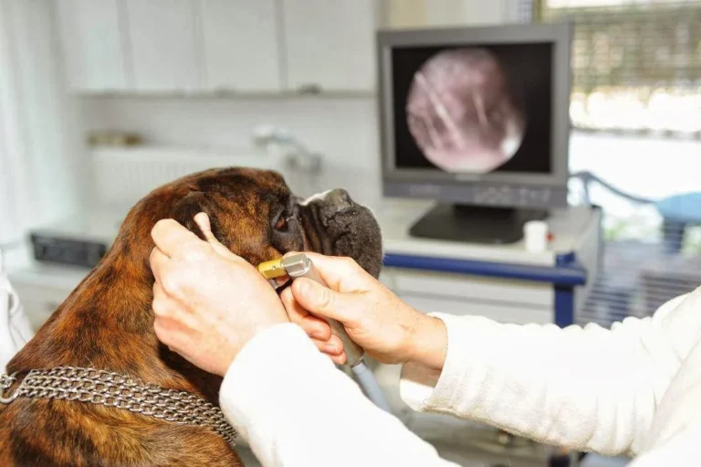 Tierarztpraxis Dr. Anja Zogall