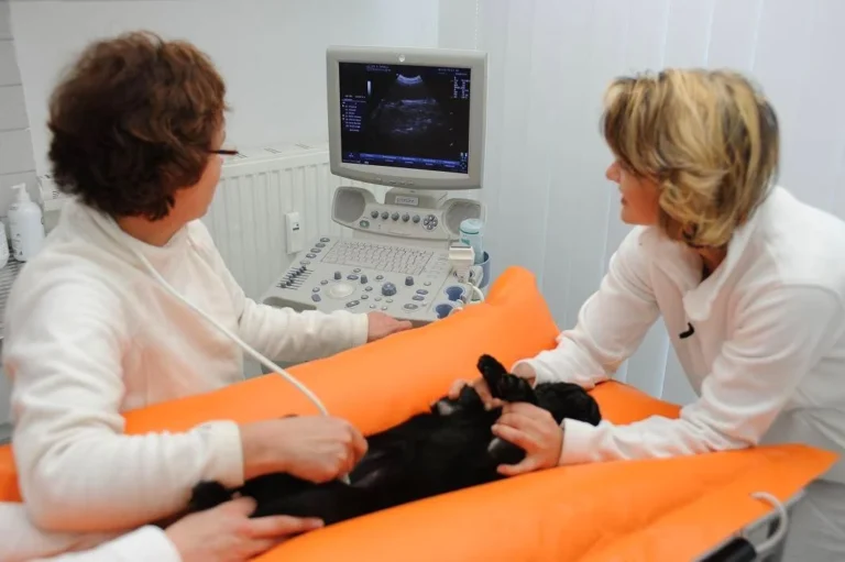 Tierarztpraxis Dr. Anja Zogall