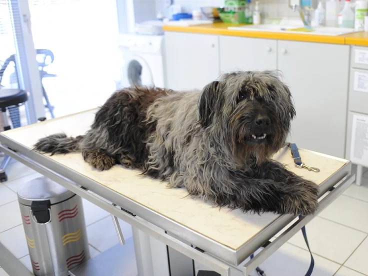 Tierarzt Tierarztpraxis Dr. Anja Zogall Schwerin