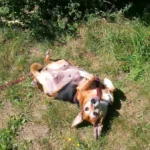 Tierarztpraxis Dr. Bey, Zinsen & Partner GbR