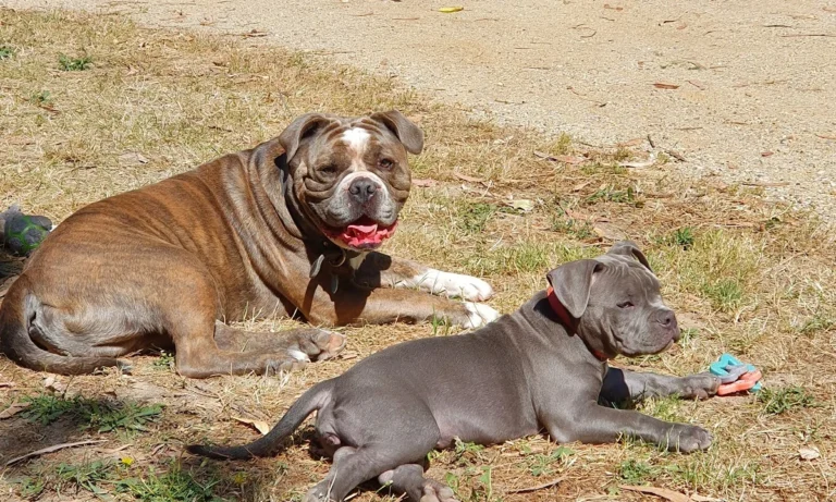 Tierarztpraxis Dr. Bey, Zinsen & Partner GbR