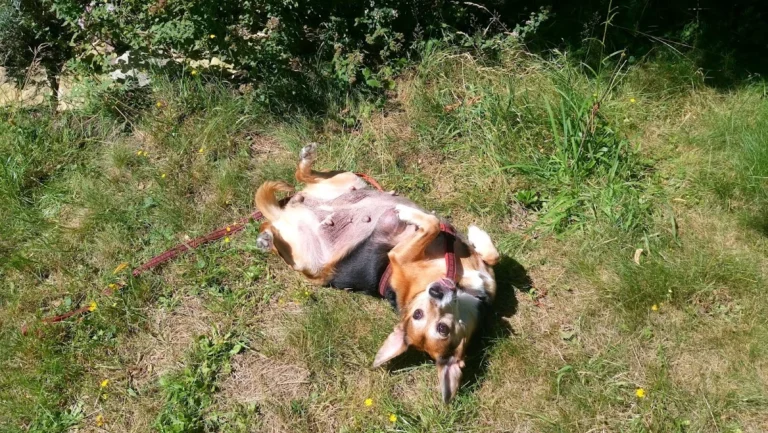 Tierarztpraxis Dr. Bey, Zinsen & Partner GbR