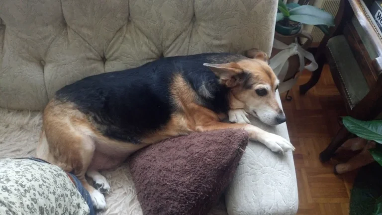 Tierarztpraxis Dr. Bey, Zinsen & Partner GbR