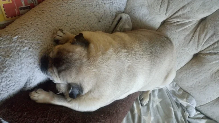 Tierarztpraxis Dr. Bey, Zinsen & Partner GbR