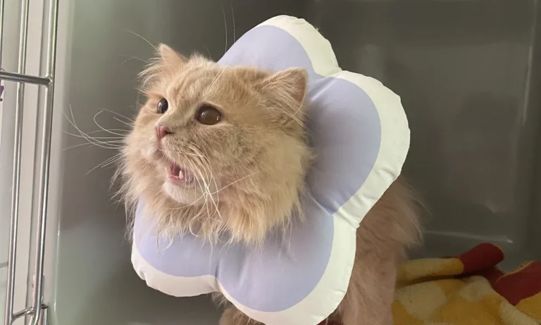 Tierarztpraxis Dr. Bey, Zinsen & Partner GbR