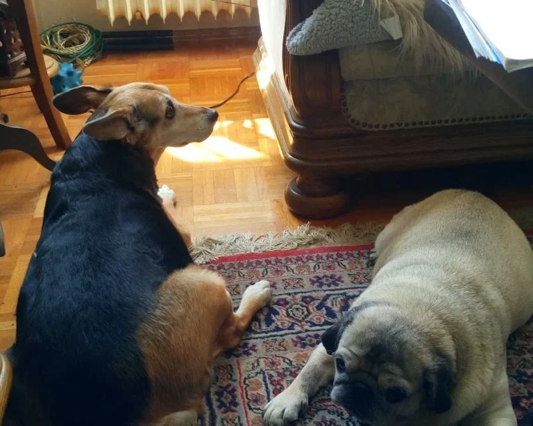 Tierarztpraxis Dr. Bey, Zinsen & Partner GbR