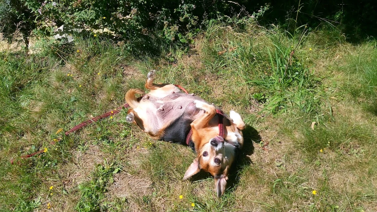 Tierarzt Tierarztpraxis Dr. Bey, Zinsen & Partner GbR Aachen