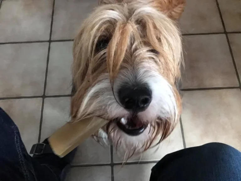 Tierarztpraxis Dr. (BG) Kanti Gysenbergvet