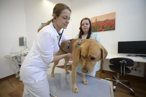 Tierarztpraxis Dr. Birgit Seiffert