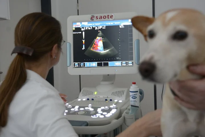 Tierarztpraxis Dr. Birgit Seiffert