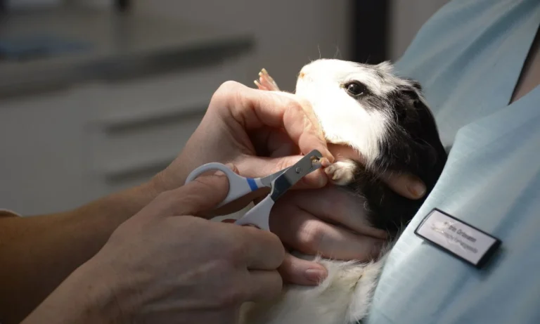 Tierarztpraxis Dr. Birgit Seiffert