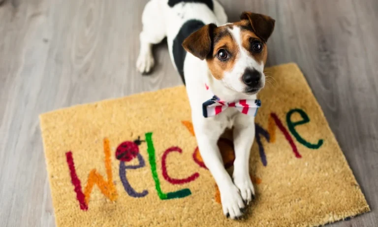 Tierarztpraxis Dr. Boerner