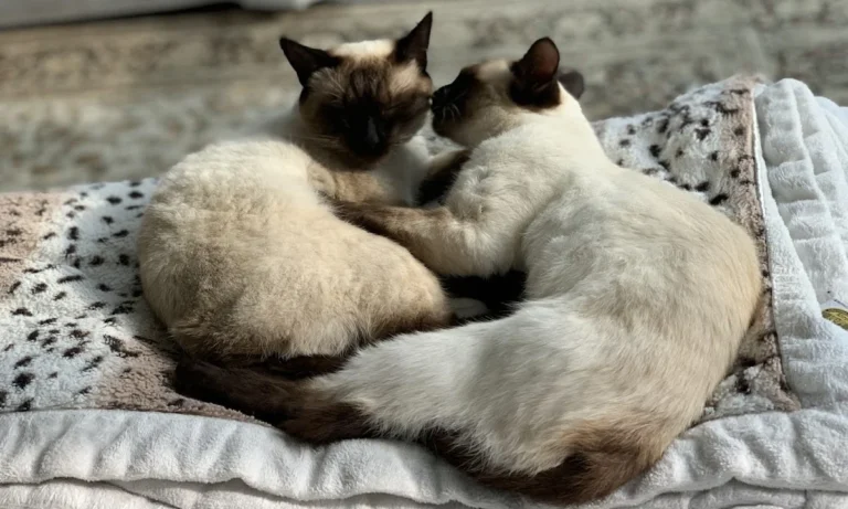 Tierarztpraxis Dr. Boerner